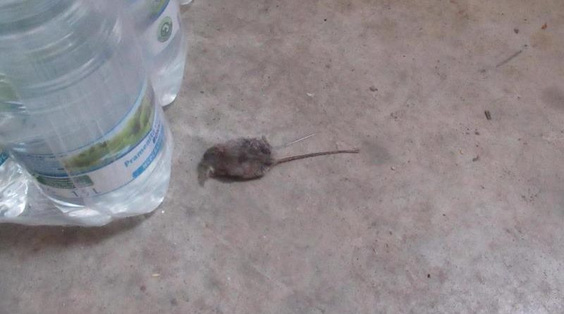 Nalezená myš