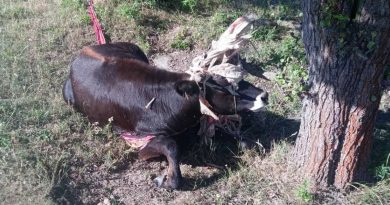 Pratura v Milovicích vysvobozoval veterinář. Zamotal se do starého padáku