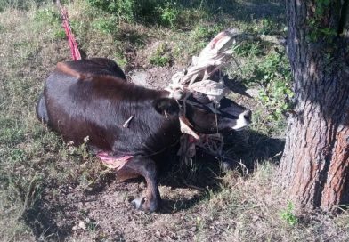 Pratura v Milovicích vysvobozoval veterinář. Zamotal se do starého padáku