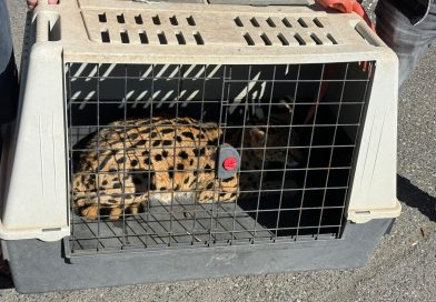 Uprchlého servala chytili ve firmě u brandýského nádraží