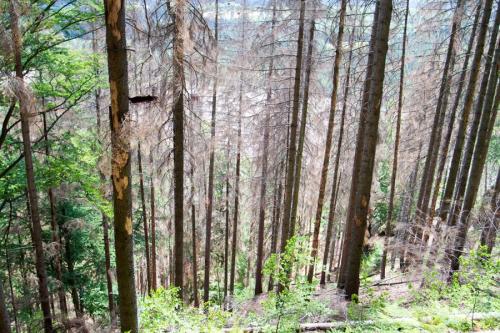 Lesy v Českém Švýcarsku v roce 2019 napadal kůrovec