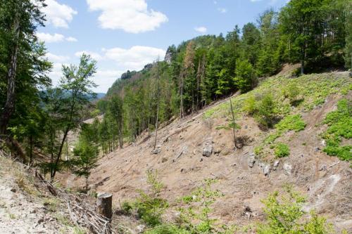 Lesy v Českém Švýcarsku v roce 2019 napadal kůrovec